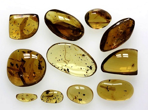 Types of Amber With Photos Geology In